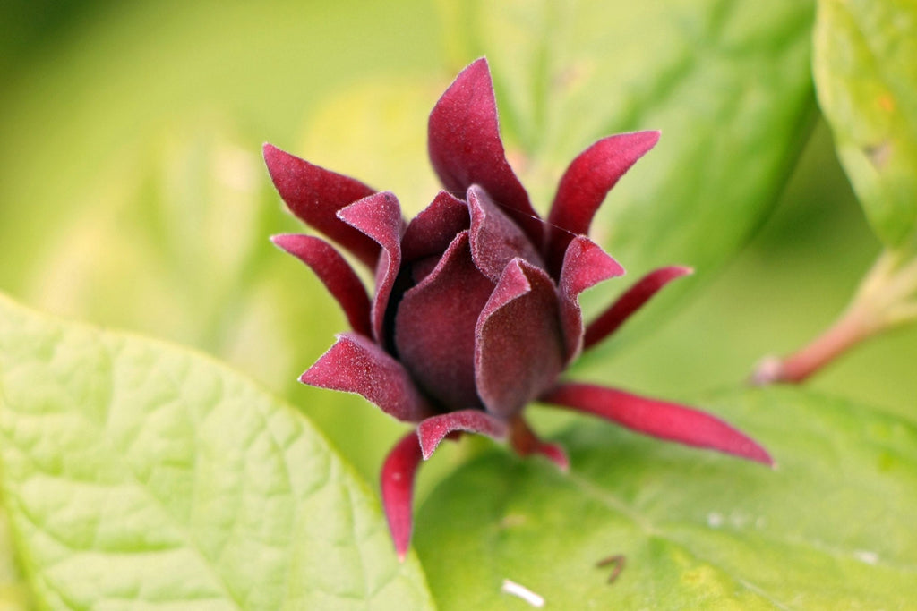 Calycanthus floridus 