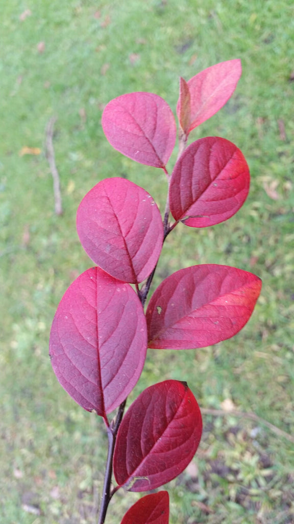 Cotoneaster elegans