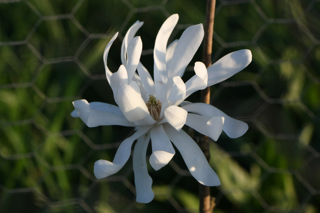 Magnolia Stellata 'Royal Star'